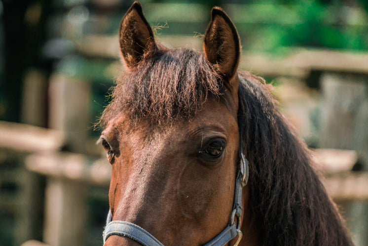Marigold, 7-year-old bay mare