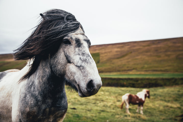 Nutmeg, 21-year-old dapple gray mare