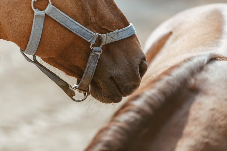 Close-up of a horse's soft muzzle and nostrils