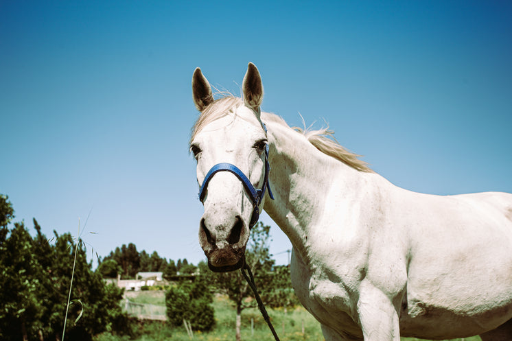 White horse standing beneath a clear blue sky