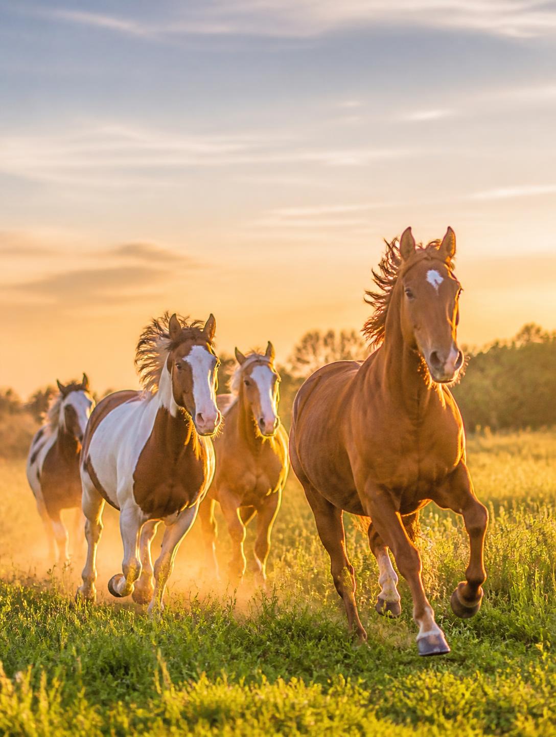 A horse standing in an open pasture at golden hour